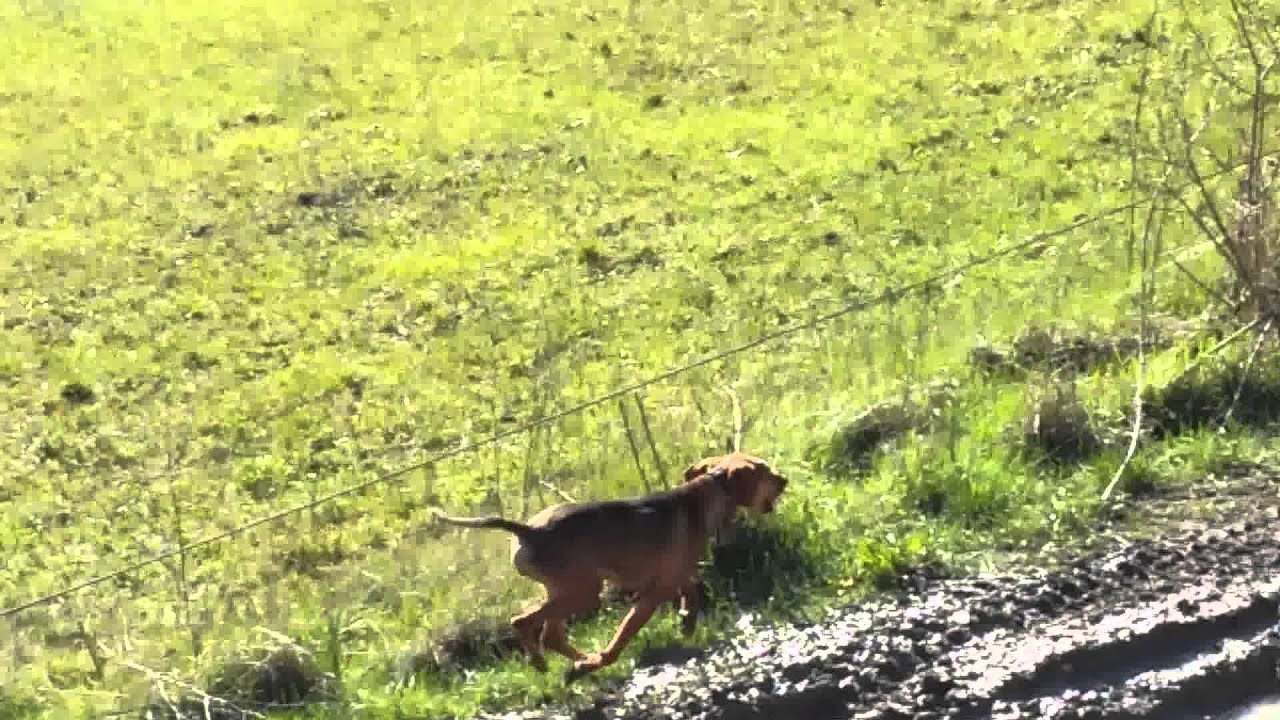 Segugio dell Appennino