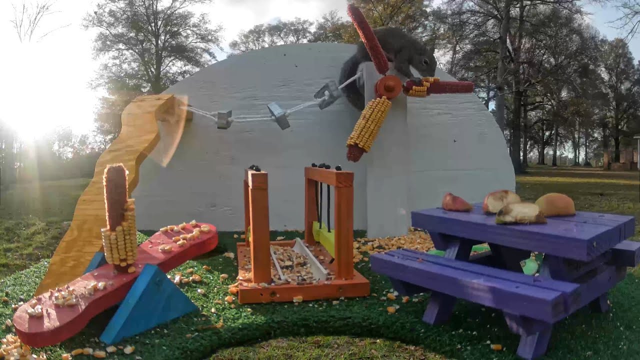 Windy Day at the Squirrel Playground