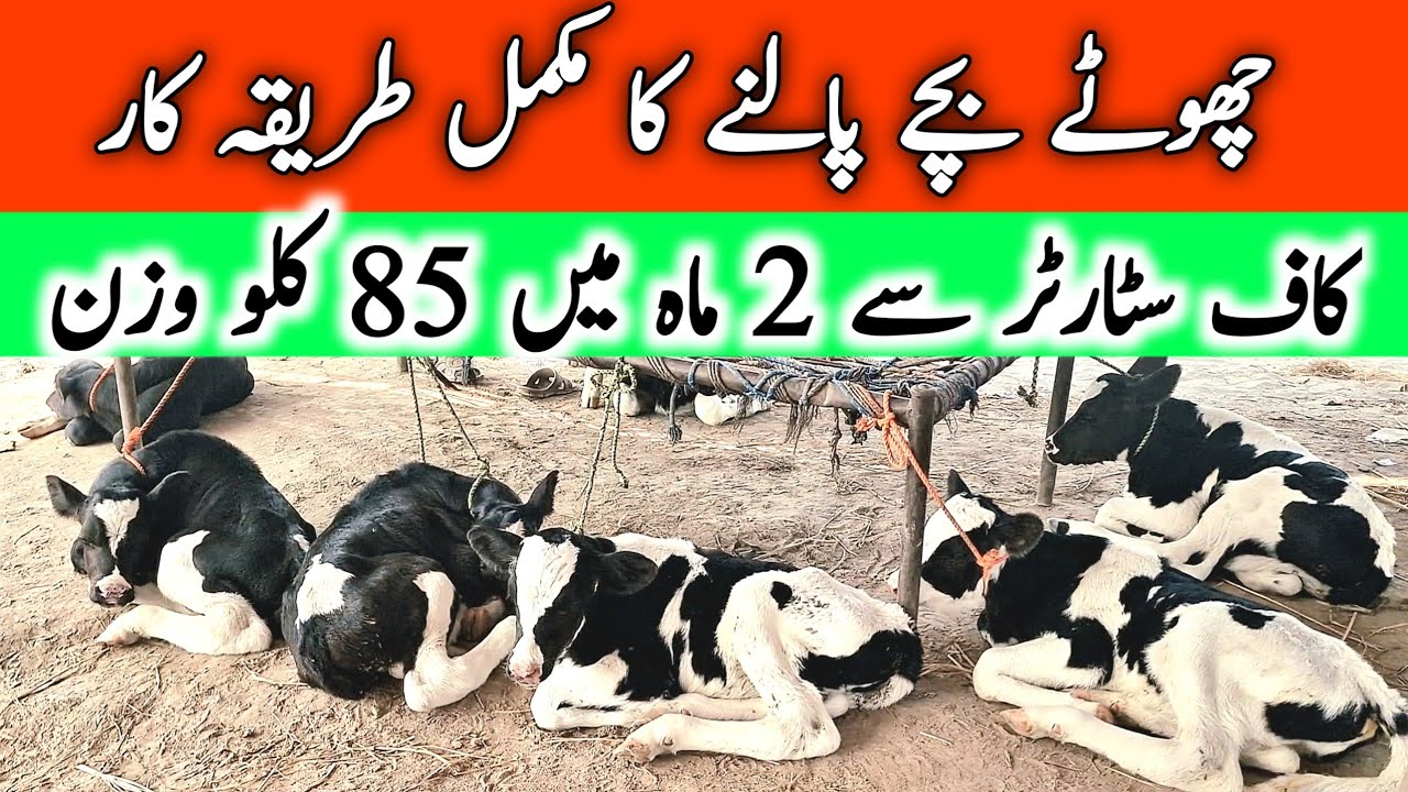 Calf Starter Formula | Feed Wanda Vaccine All Details About Baby Cow Calves || Mandi Star