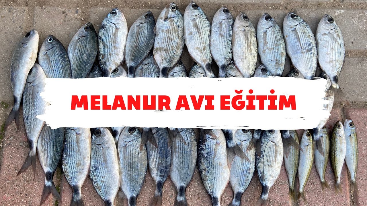 MELANUR AVI EĞİTİM / Melanur Nasıl Tutulur ? Kayaya Nasıl Yaklaştırılır ?