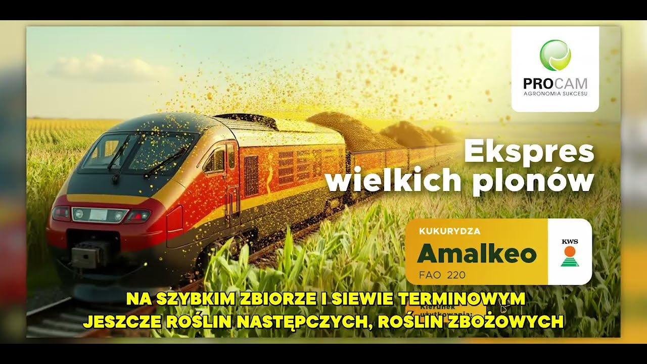 Kukurydza Amalkeo FAO 220 - nowość dostępna w PROCAM