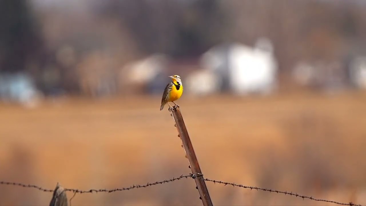 Meadow lark