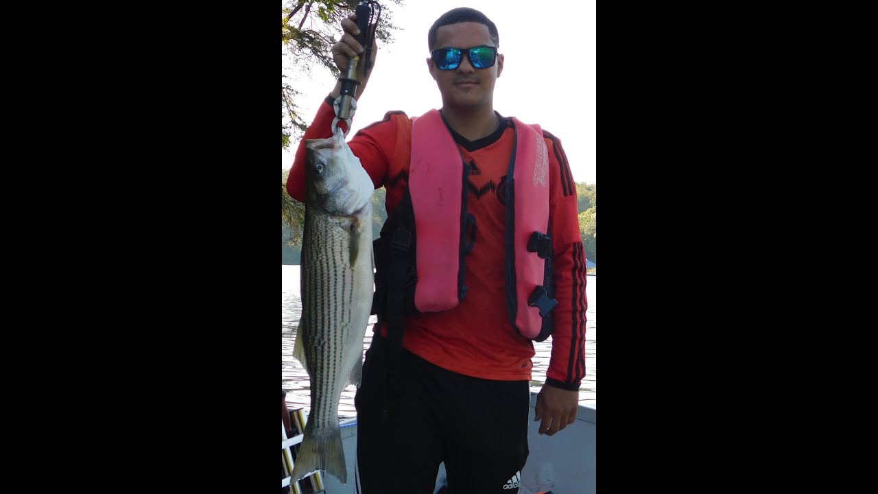 Redneck 101 -Hooking Blueback Herring for Striper and Catfish