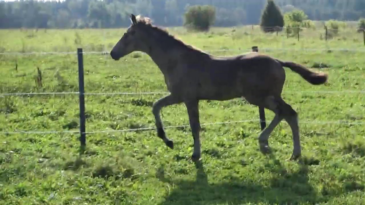 Espresso Macchiato KA by Millennium; buckskin Trakehner colt!