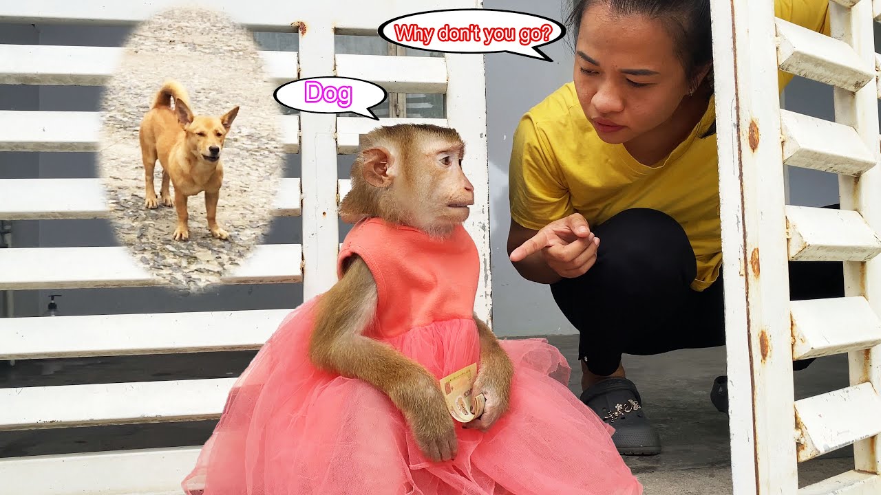 Monkey Lyly was hesitant so she couldn't go shopping because she didn't want to see the dog.