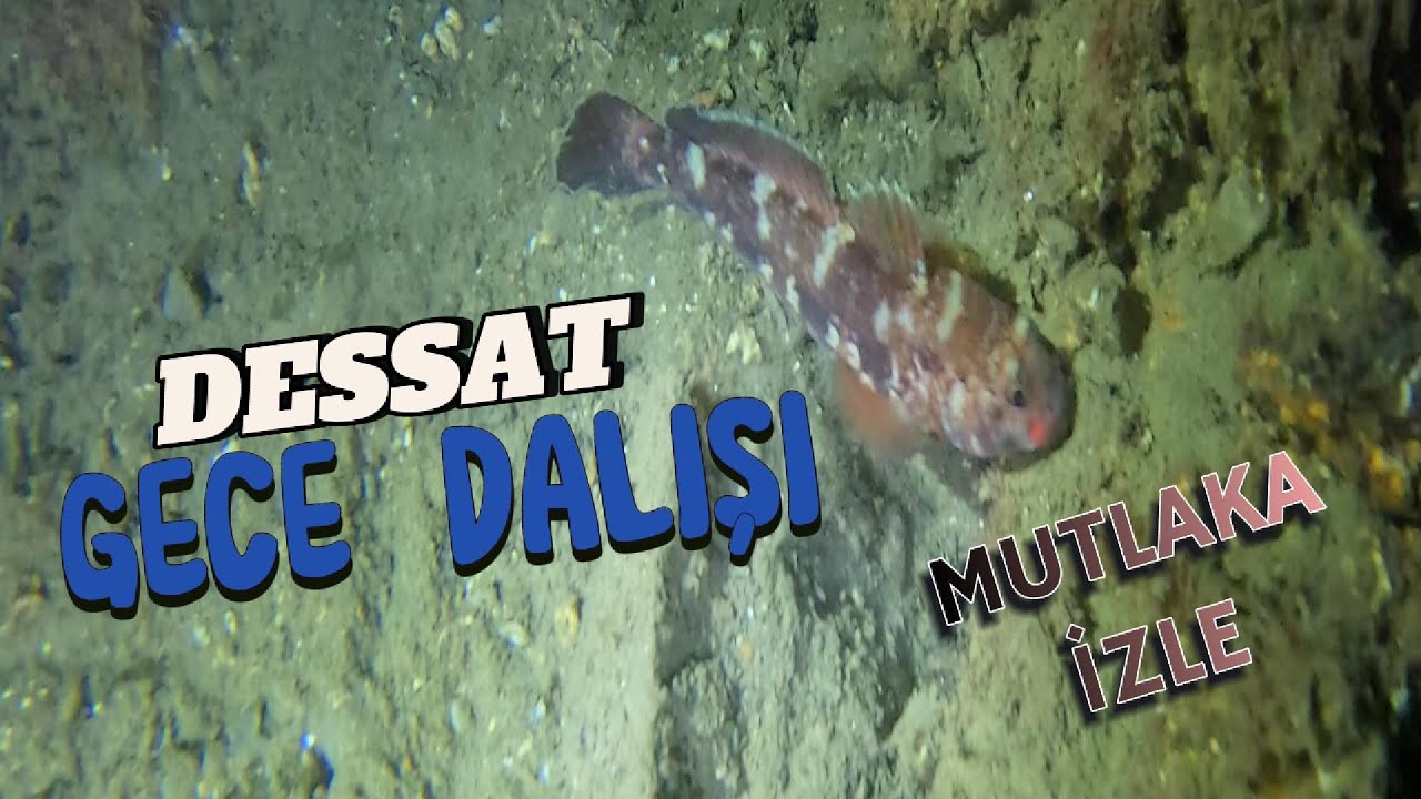 🌌 Marmara’da Gece Dalışı! Değirmendere’nin Karanlık Sularında Gizemli Bir Macera | Tüplü Dalış Vlog