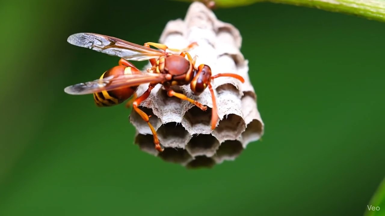 Sri Lankan Paper Wasp: Nest Construction