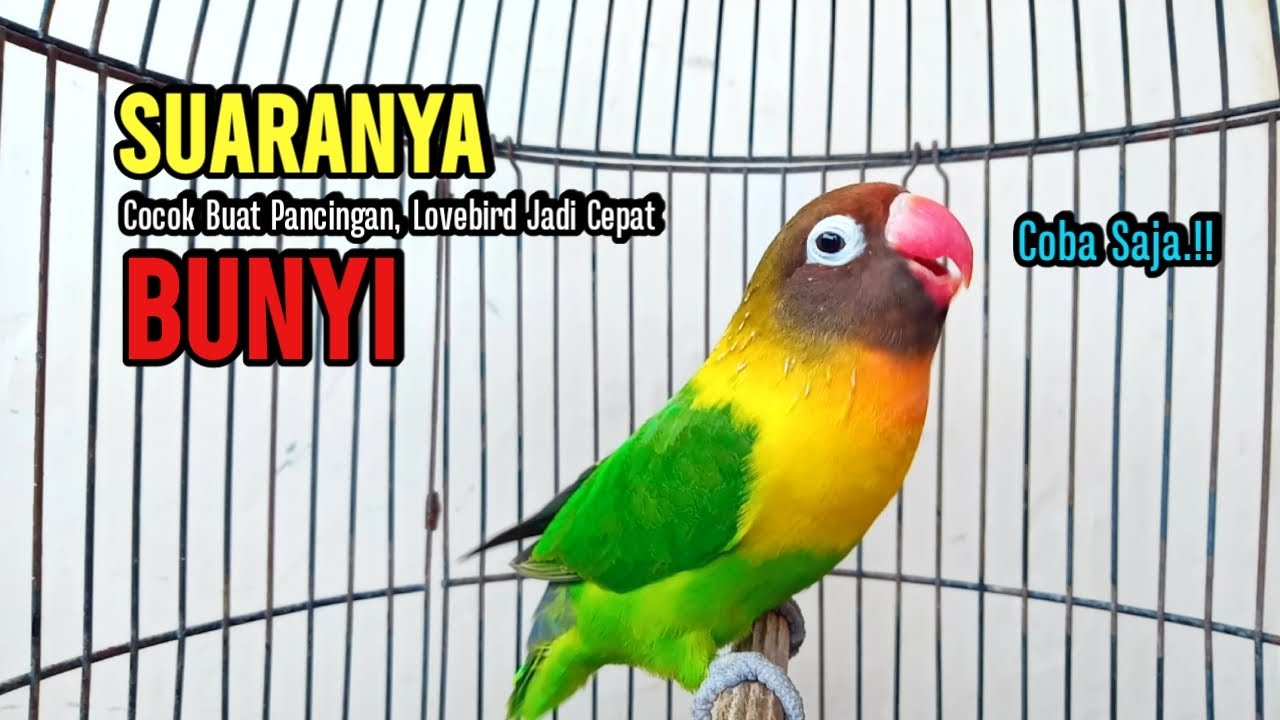 Lovebird Gacor Ngekek Panjang Cocok Buat Pancingan Lovebird Fighter Agar Cepat Bunyi