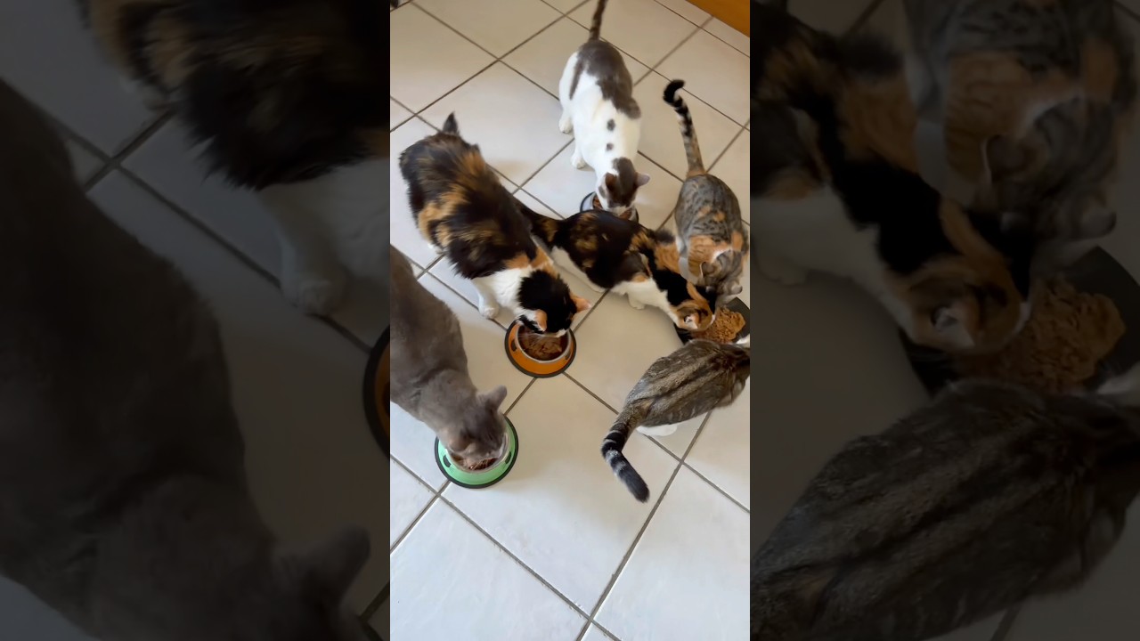 Mon quotidien avec mes 11 chats ! 😮&zwj;💨.  ￼#chaton #chat #chatfou #catlover #chatdrole