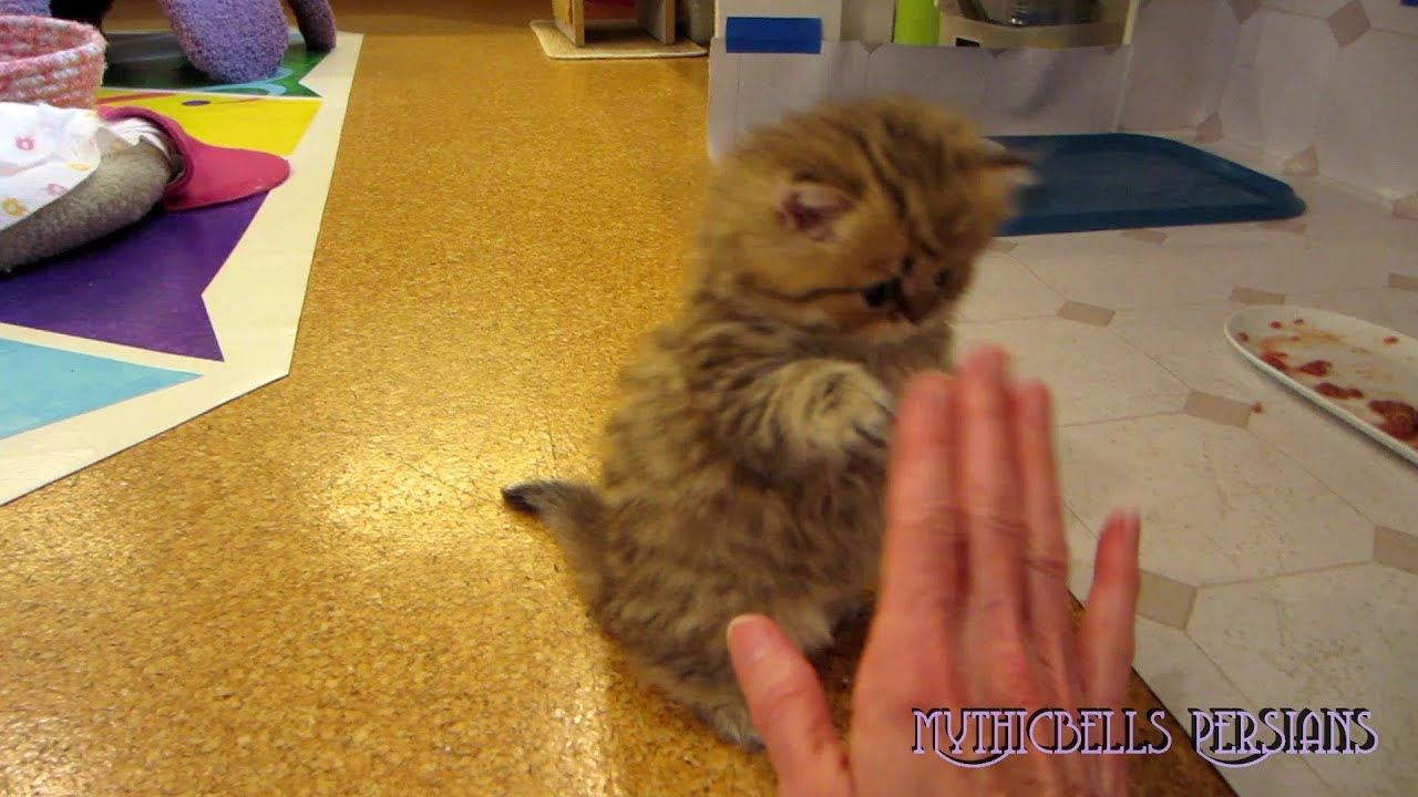 12 07 09 Persian kittens - K litter play time