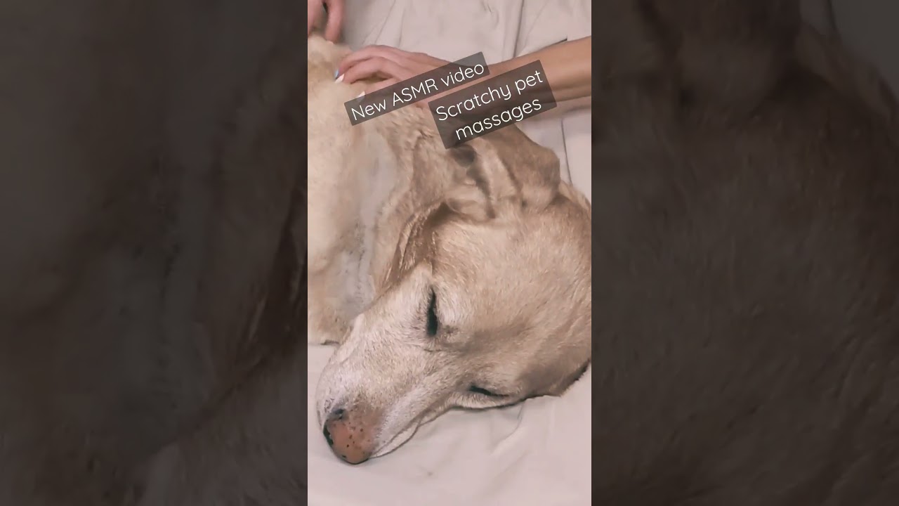 #asmr #newasmr #asmrbyroxy #scratching #scratchingasmr #pets #asmrmassage #dogasmr #catasmr
