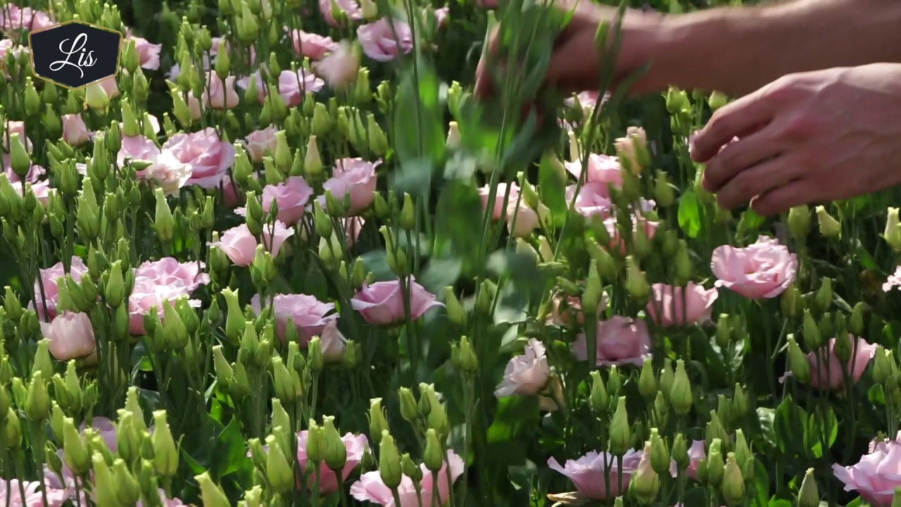 Lisianthus in Style