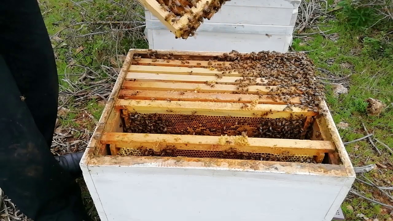 Arıya Kat Nasıl Atılır. Biyolojik  varroa mücadelesi. Arı Kontrol. Arıya Kat atma.