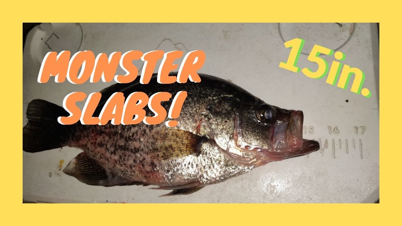 FINDING GIANT FALL CRAPPIE IN LAKE SINCLAIR GA