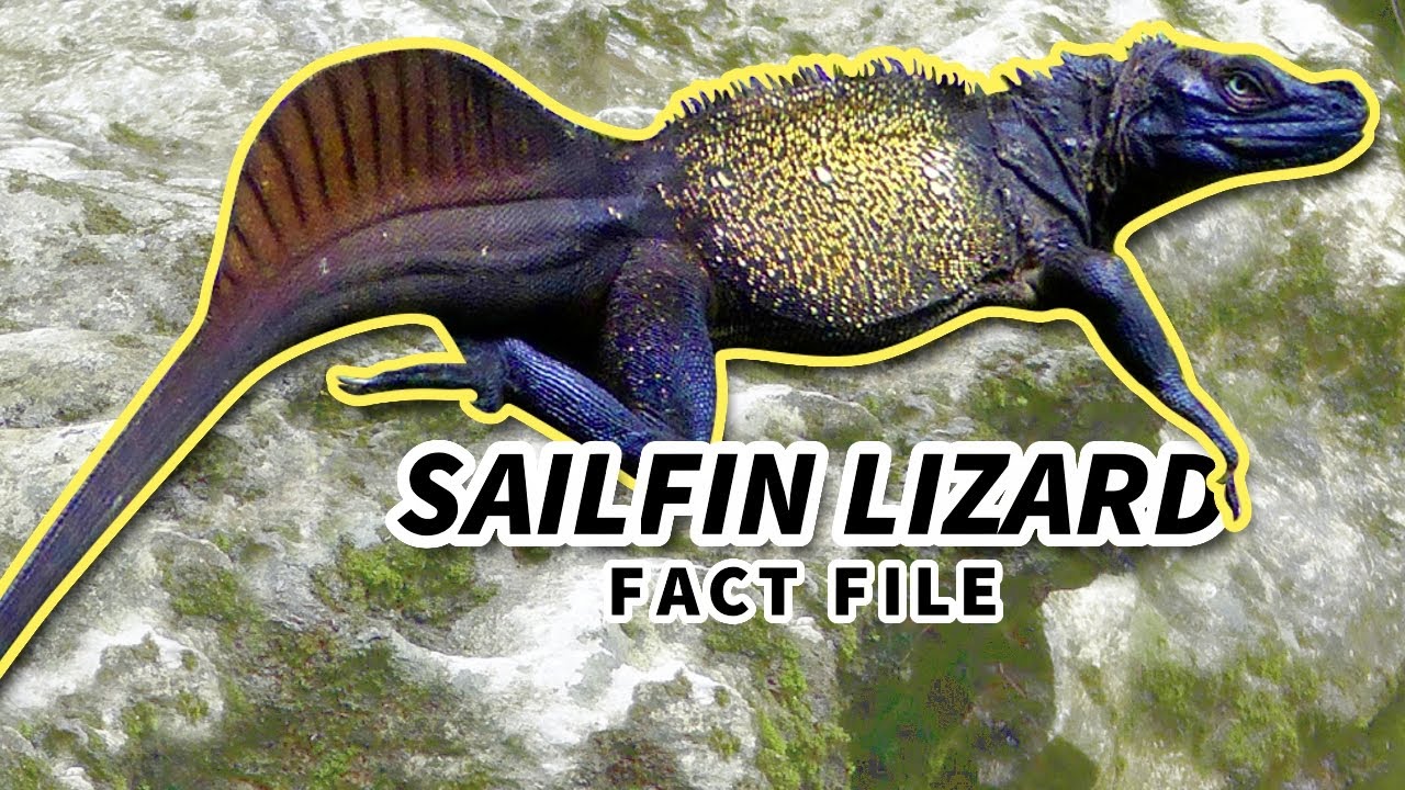 Sailfin Lizard Facts: the WATER DRAGON 🐲 Animal Fact Files
