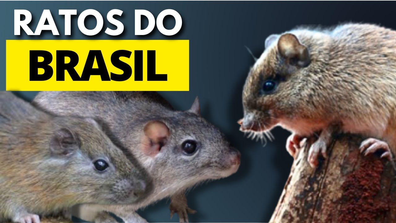 RATOS DO BRASIL I RATO DO CAMPO, RATO PACA, RATO DA TAQUARA, RATO DE COROA DOURADA, RATOS SILVESTRES