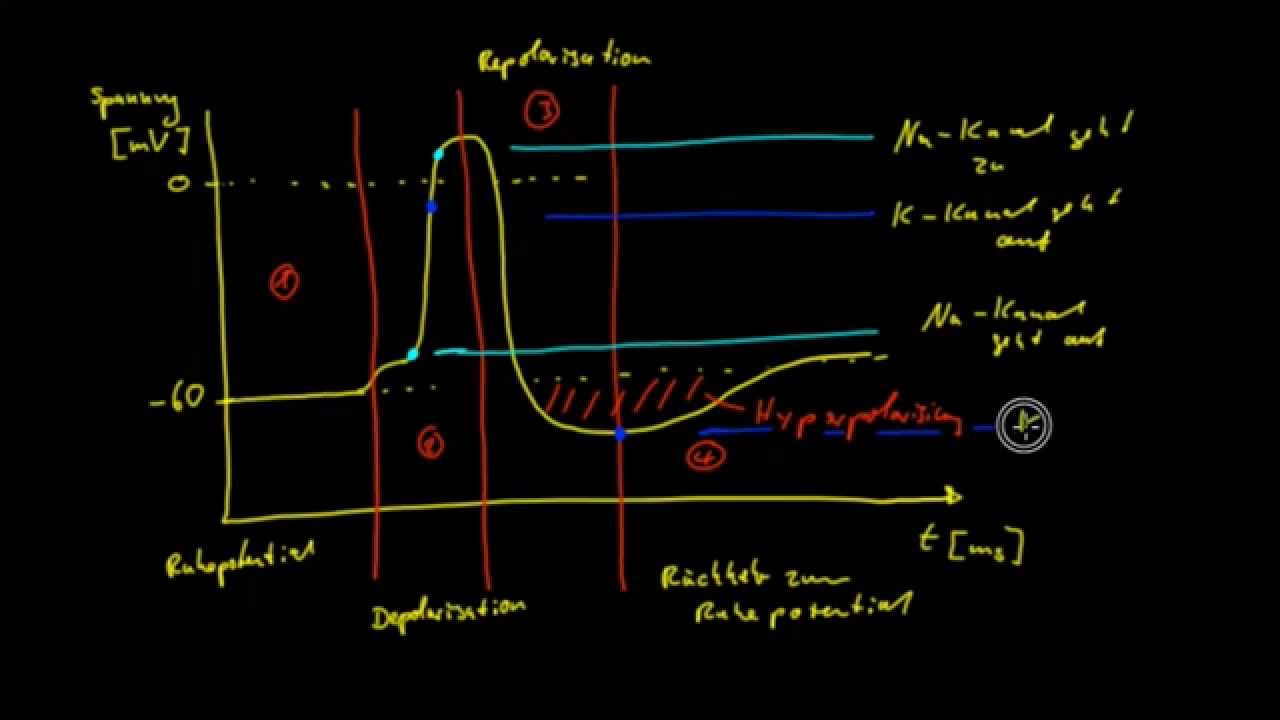 Neurobiologie - 6: Das Aktionspotential