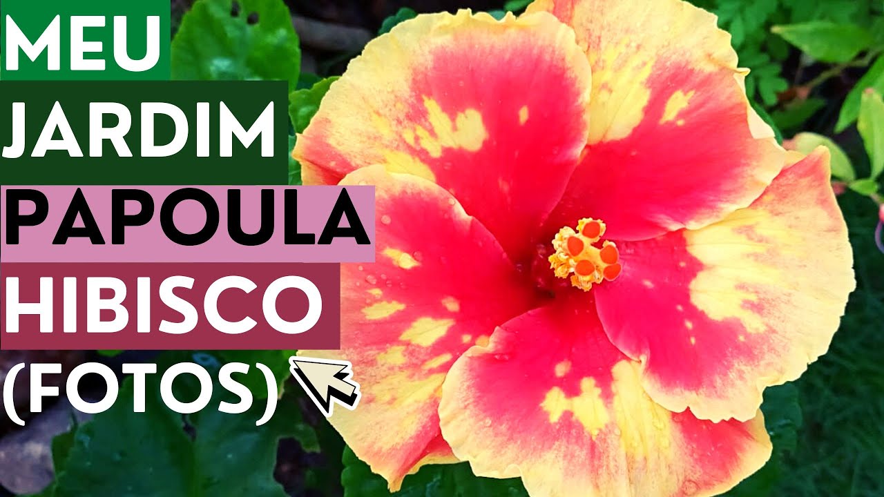 MEU JARDIM: PAPOULA HIBISCO (FOTOS)