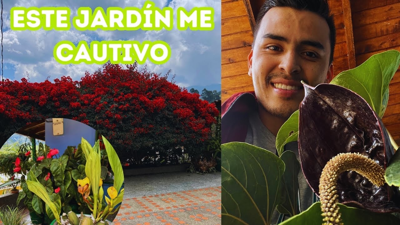 Hablemos de plantas miniatura y gigantes, el precioso jardín de Elsi |AP