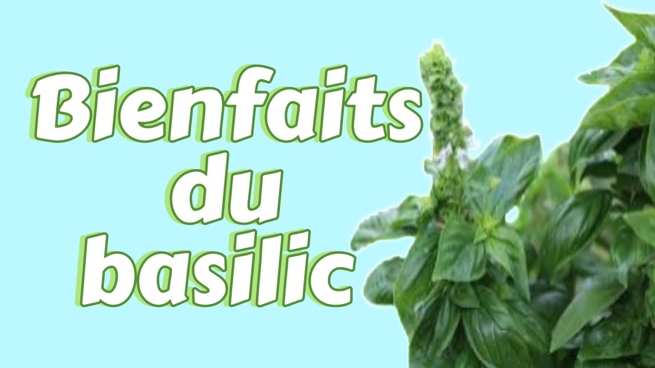 Basilic : bienfaits spirituels et sur la santé.  #santé #santenaturelle  #basilic #basilica