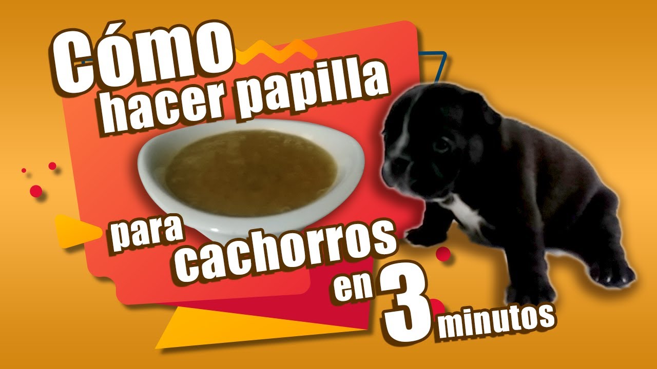👉 Como hacer papilla casera para destetar a tu cachorro en 3 minutos ✔