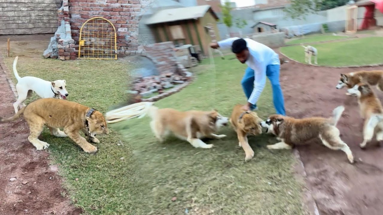Dogs Ny Lion Pr Hla Bol Dya Bht Muskil Se Churwaya😰