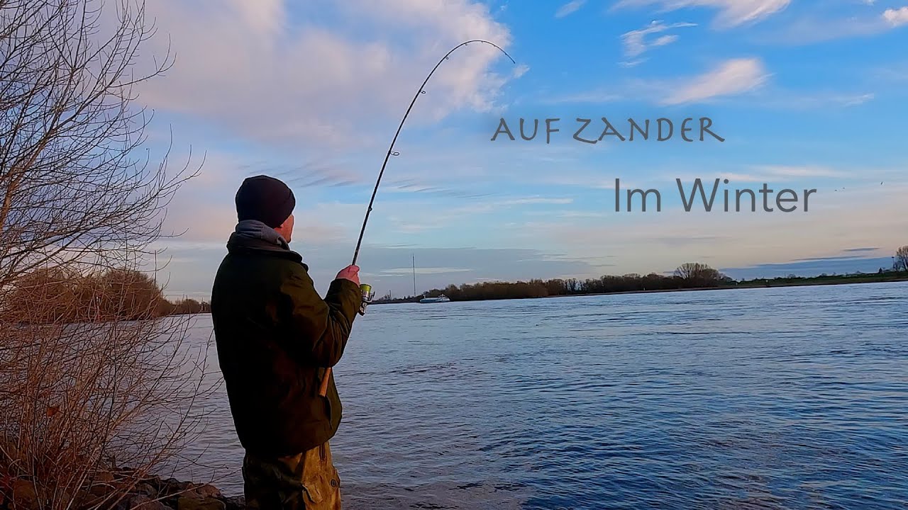Zander im Winter