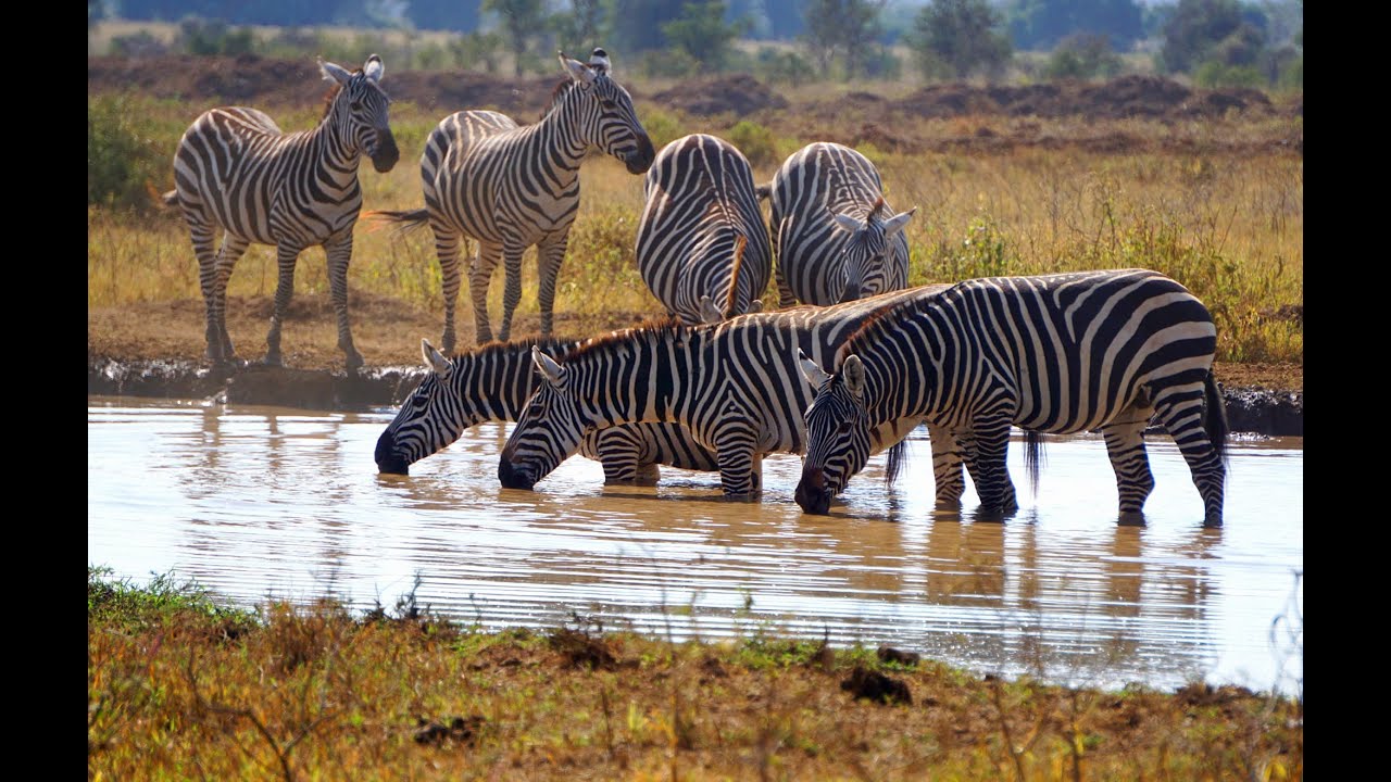 KENIA, De Masai Mara al Lago Victoria.
