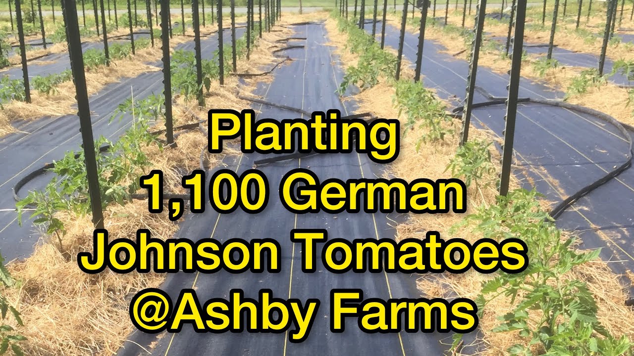 Planting 1,100 Tomatoes......Small Scale Commercial Tomato Farming at Ashby Farms