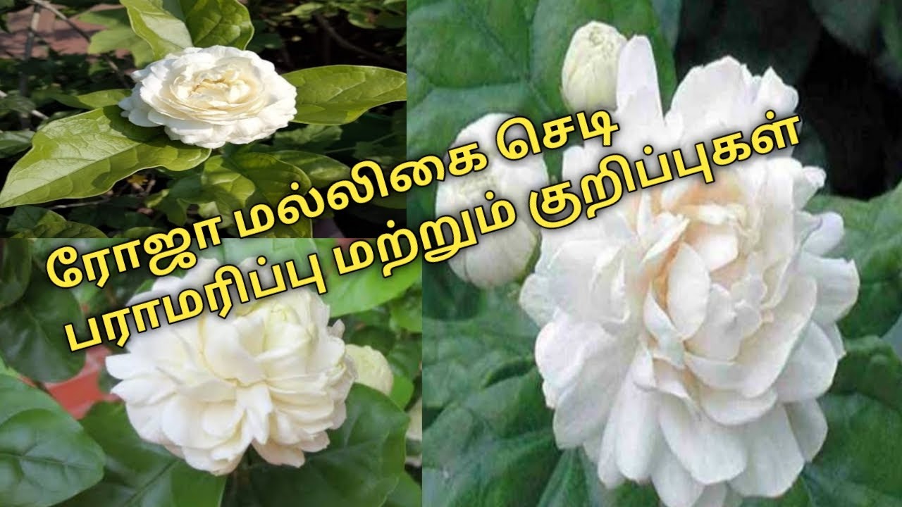 ரோஜா மல்லி பூ அடுக்கு மல்லி பூ வளர்ப்பு , பராமரிப்பு ரோஸ் Jasmine plant care and tips