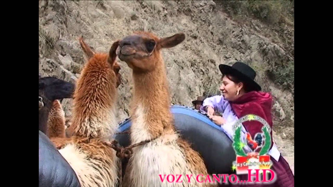 PICAFLORCITA DE HUAMANGA... HD