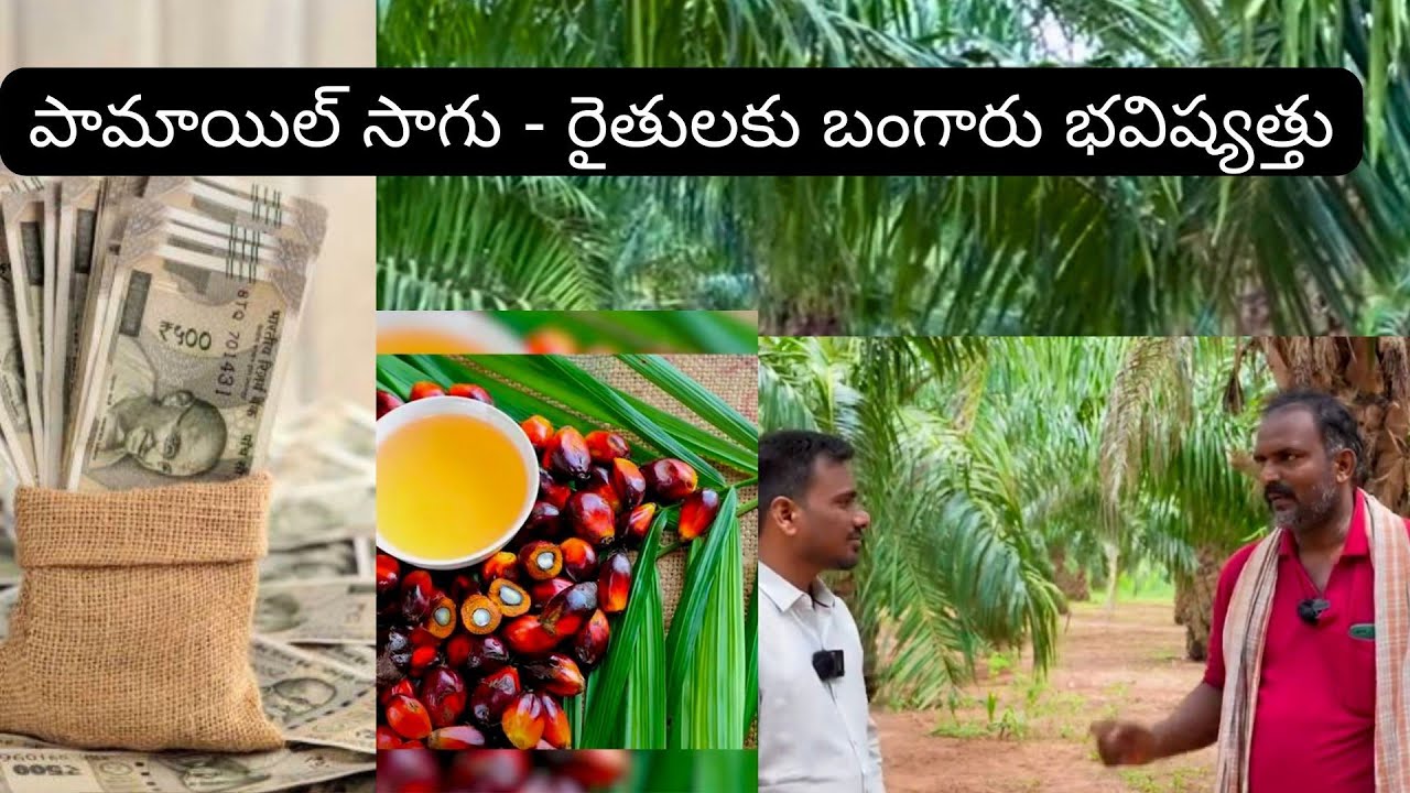ఆయిల్ పామ్‌తో స్థిర ఆదాయం | సక్సెస్ అయిన రైతు కథ