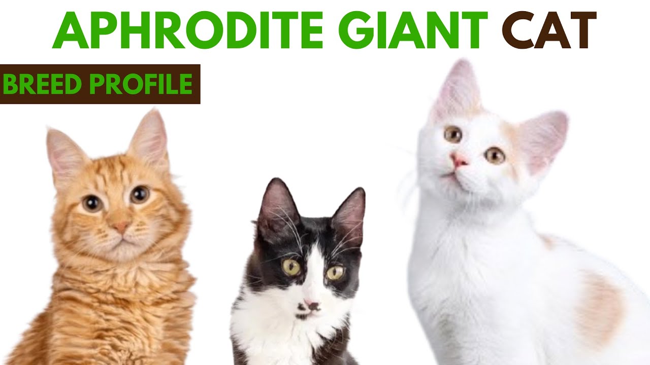 Aphrodite Giant Cat Breed Profile History - Traits - Price - Aphrodite Giant Cat Grooming Needs