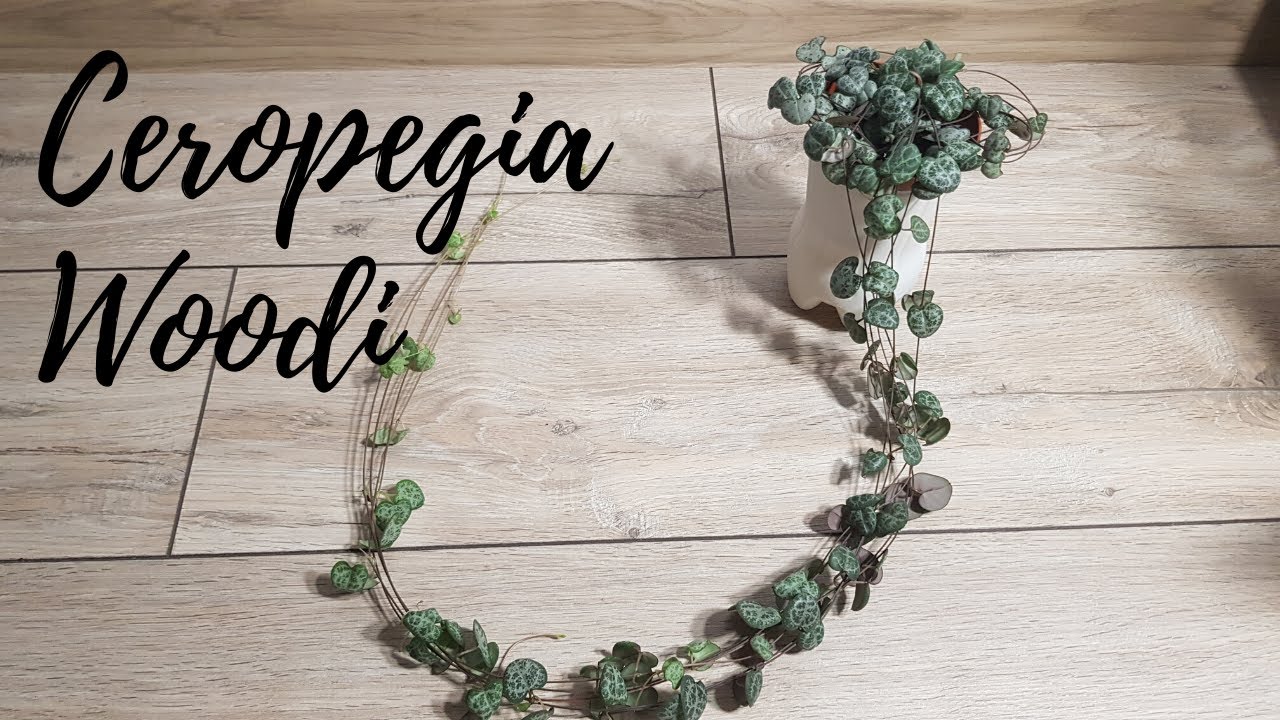 Ceropegia Woodi  /  Łańcuszek serduszek