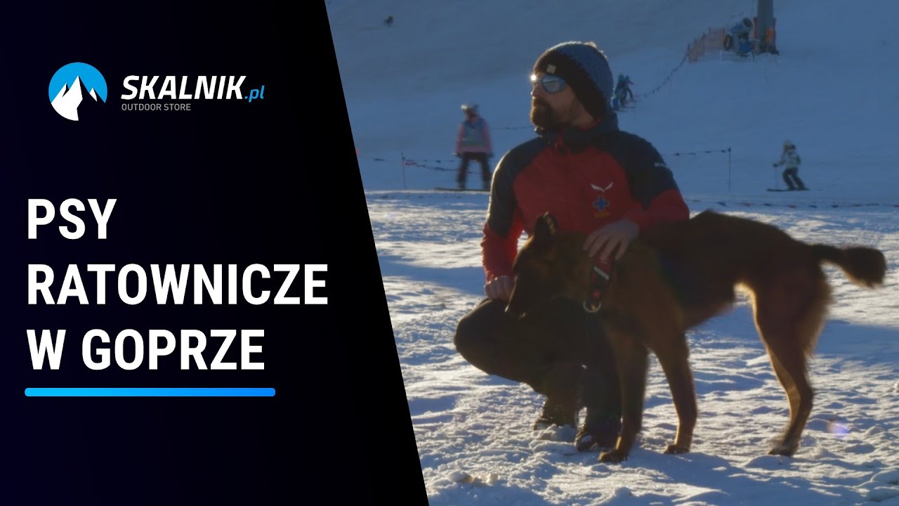 Psy ratownicze w GOPR - skalnik.pl