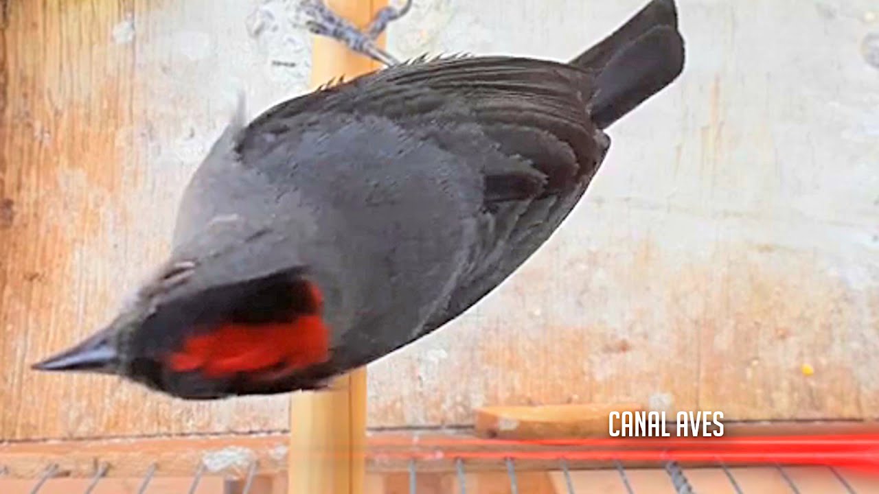 TICO TICO REI CINZA 10 MINUTOS PARA ESQUENTAR E FOGUEAR !!!