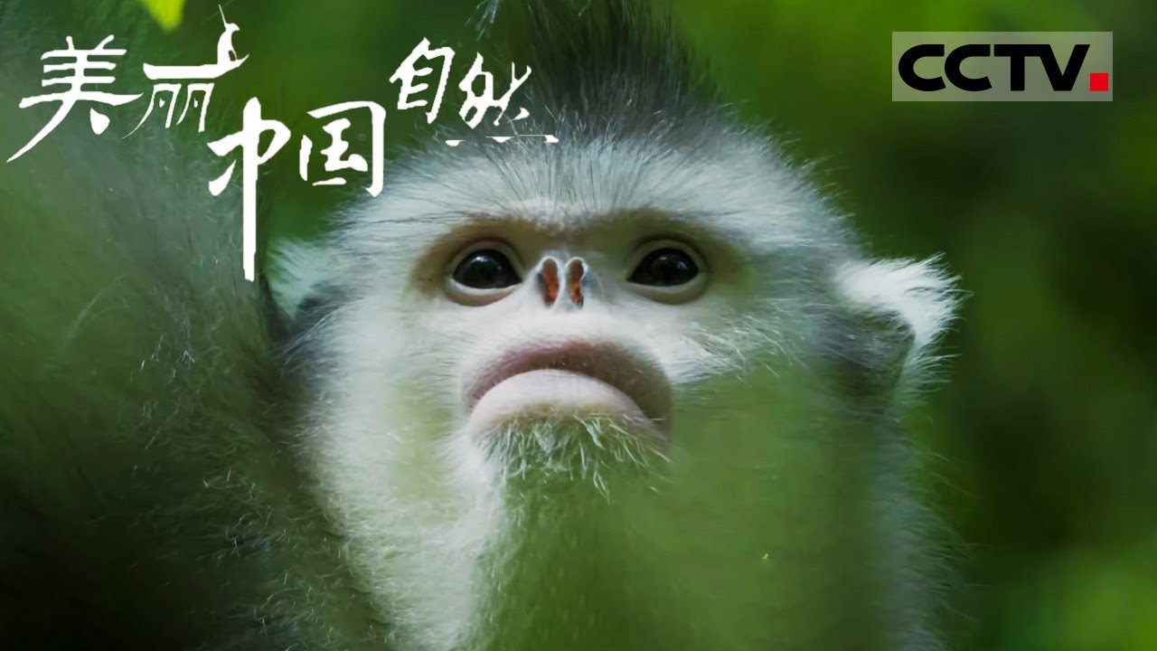 【ENG】&ldquo;雪山精灵&rdquo;滇金丝猴 它们和大熊猫并称为&ldquo;国宝&rdquo; 微笑起来也太可爱了吧！《美丽中国自然》 三江并流系列【CCTV纪录】