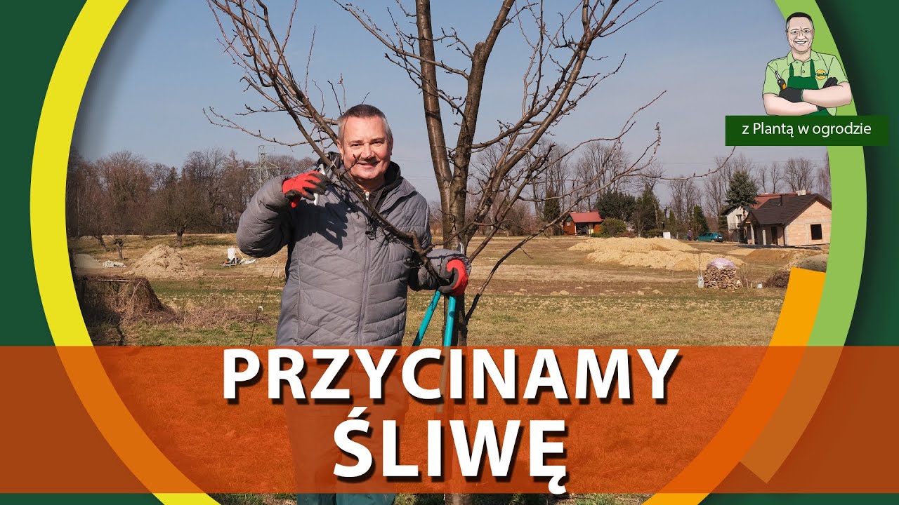 Jak przycinać śliwę - Z PLANTĄ W OGRODZIE