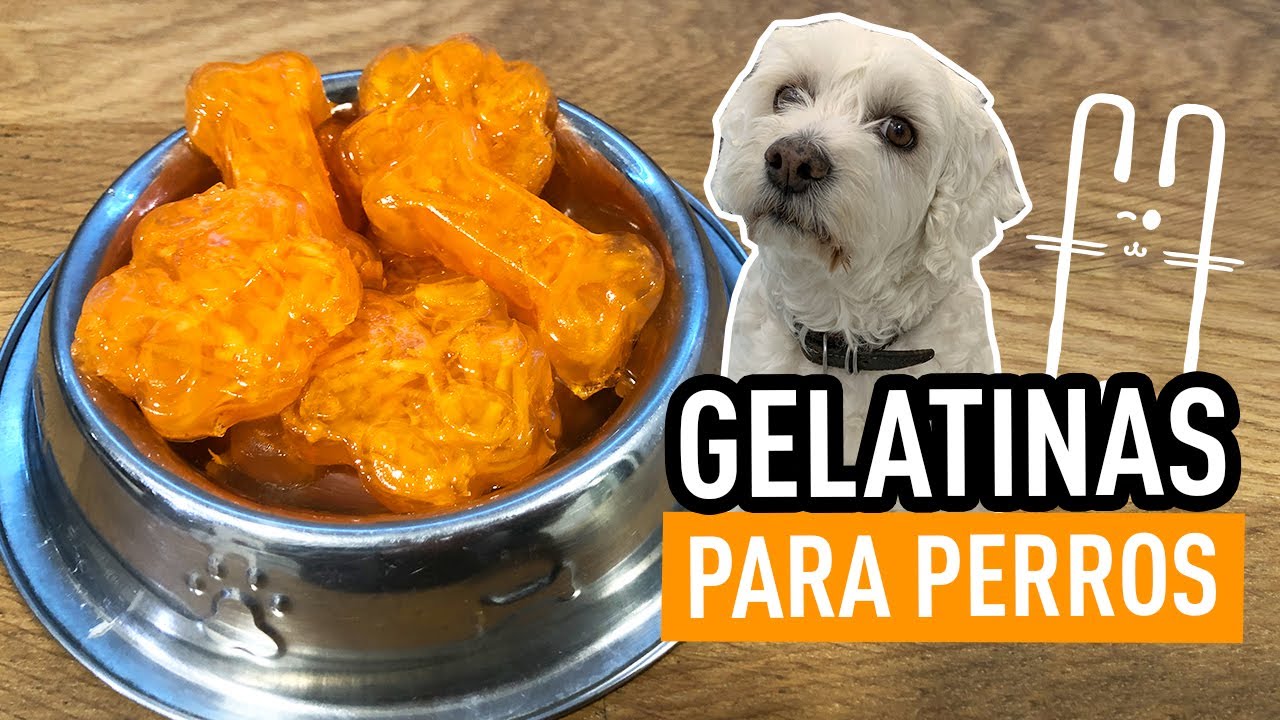 GELATINA PARA TUS PERRITOS | PREMIOS PARA PERROS CASEROS | GELATINA ZANAHORIA 🥕 | POSTRES PERROS