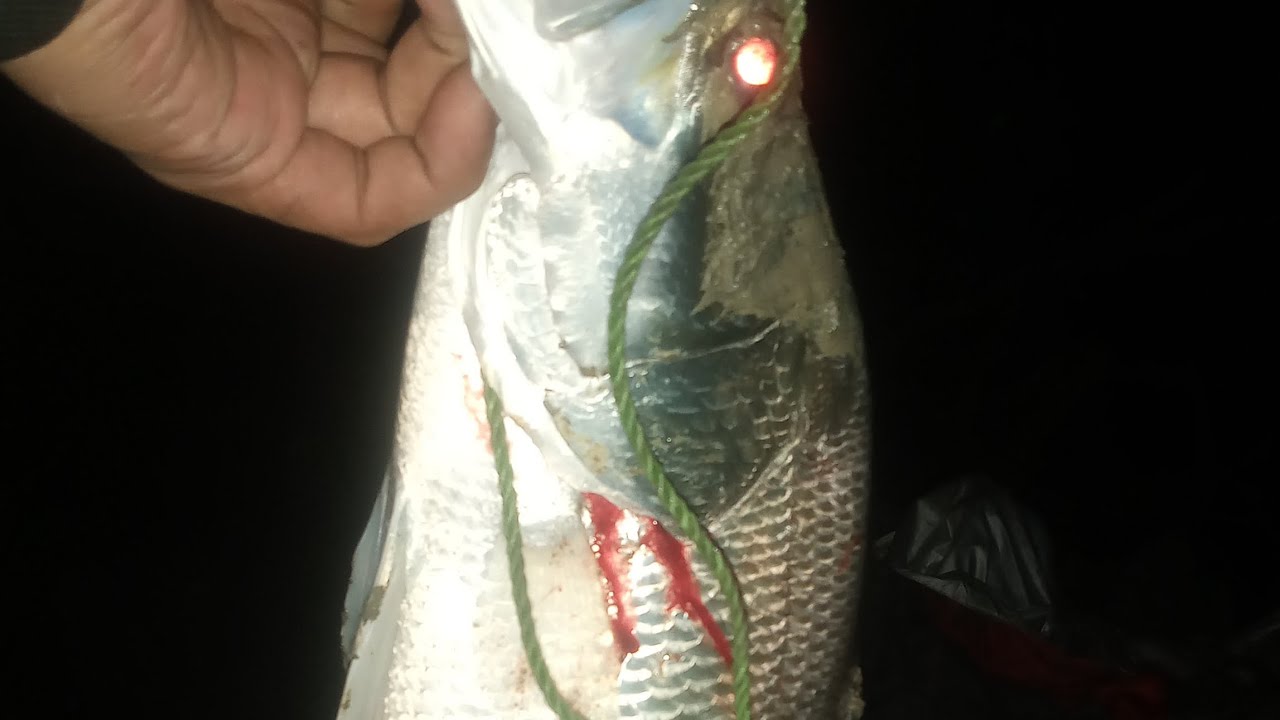 Mancing kakap putih malam hari