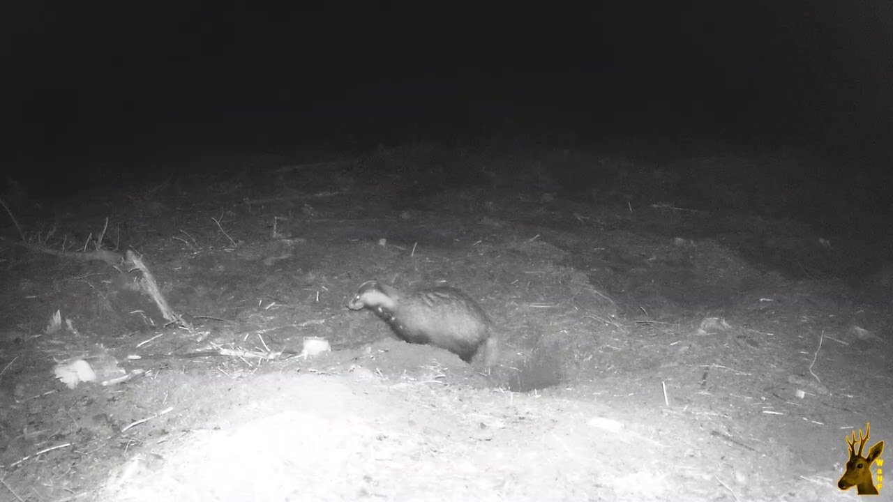 Badger at its sett
