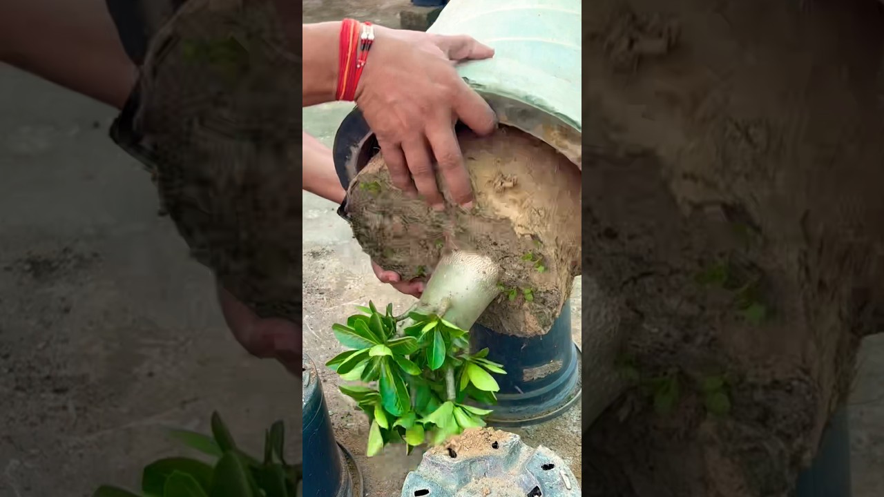 Uncomplicated Potting Soil For Adenium #adenium #pottingsoil