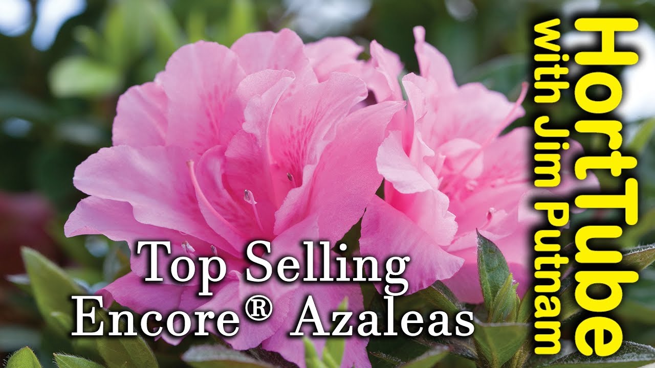 Top 10 Encore® Azaleas - Repeat Flowering Azaleas