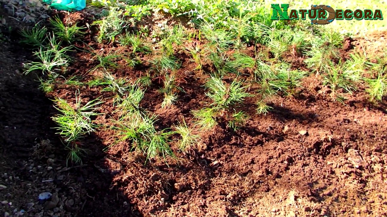 Cómo cultivar en suelo pino silvestre - Primera parte