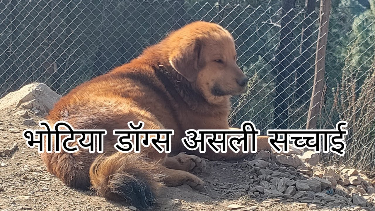 All information about Bhotia dogs @Amarkennel
