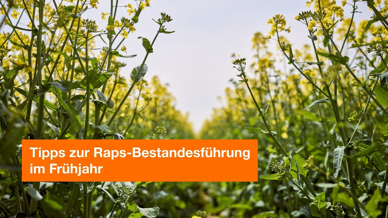 Tipps zur Raps-Bestandesführung im Frühjahr 2025 I Andreas Krull