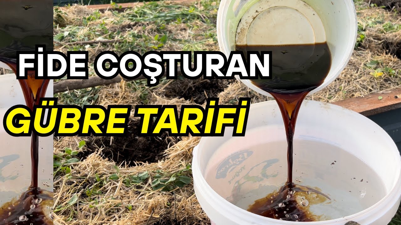 Organik Patlıcan Yetiştirmenin Püf Noktaları! | Tohumdan Dikime Tüm Süreç