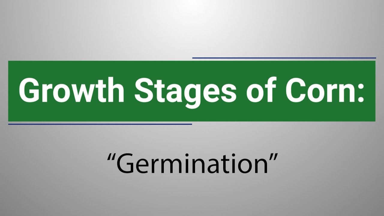 Growth Stages of Corn: Germination with Rachel Veenstra