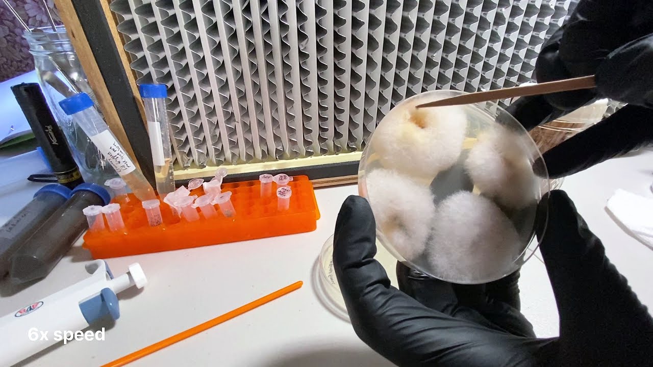 Creating Isolates from LA River Fungi (part 3)