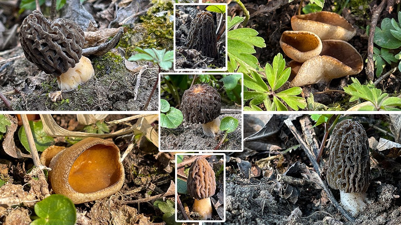 Pilze im M&auml;rz | 19.03.2022 | Spitzmorcheln & erste Morchelbecherlinge | Vergleich Anemonenbecherling